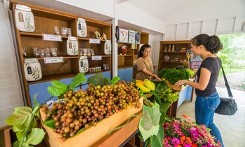 selling organic fruits Pai